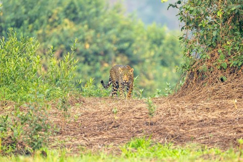 Jaguar (Panthera onca), running on the bank, North Pantanal, Corumbá, Paiaguás, Mato Grosso do Sul,