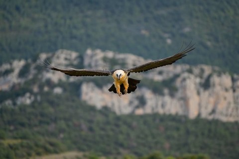 Bearded Vulture (Gypaetus barbatus) adult bird in flight with mountains in the backround, Pyrenees,
