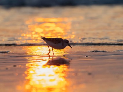 Sanderling (Calidris alba), appearing as silhouette, foraging for food at low tide at the edge of