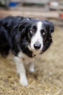 Bordercolli, herding dog in a sheepfold on the North Sea island of Borkum, 18/05/2024