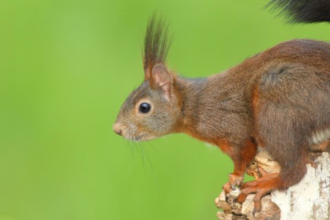 Eurasian red squirrel (Sciurus vulgaris) adult, dark morph, head portrait, mammal, wildlife,