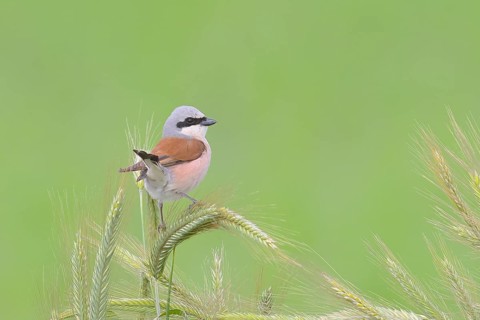 Red-backed shrike (Lanius collurio), male sitting in a grain field, barley (Hordeum vulgare),