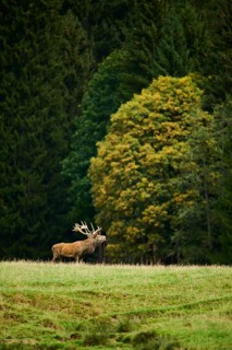 A lone deer standing on a grassy plain with a dense forest in the background, roaring while rutting