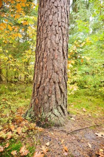 Scots pine (Pinus sylvestris) tree trunk in a colored forest in autumn, Bavaria, Germany, Europe
