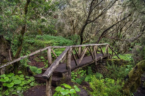 Bridge on the hiking trail in the laurel forest near La Llanía on El Hierro, Canary Islands, Spain,