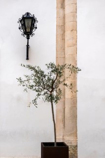 Small olive tree in front of a white house facade, decoration, Martina Franca, Apulia, Italy,