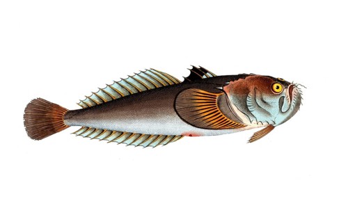 Fish, Fish, Fish from the order of the skygazers, Uranoscopus scaber, Skygazer, Atlantic stargazer,