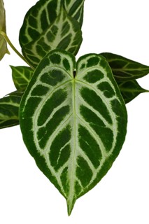 Close up of leaf of exotic 'Silver Blush Anthurium Crystallinum' houseplant with beautiful lace
