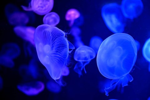 Moon jellyfish (Aurelia aurita) in a tank of the Bang Saen Aquarium, Chonburi Province, Thailand,