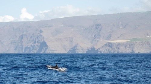 Bottlenose dolphin (Tursiops truncatus), dolphin, off the coast, La Gomera, Canary Islands, Spain,