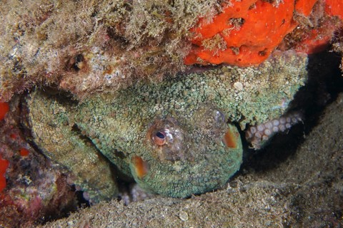 An octopus, Common Octopus (Octopus vulgaris), peeks out of its rocky niche between red sea