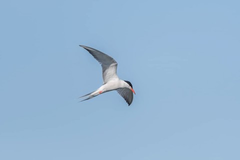 Common tern (Sterna hirundo) hovering over a marsh. Bas Rhin, Alsace, France, Europe
