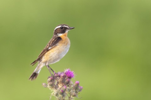 Whinchat (Saxicola rubetra), male standing on marsh thistle (Cirsium palustre), songbirds, animals,