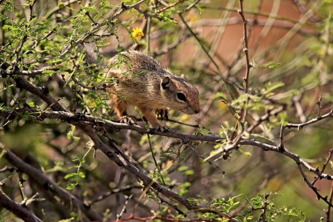 Antelope gopher, (Ammospermophilus harrisii), adult, on tree, foraging, Sonoran Desert, Arizona,