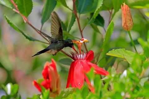 Broad-billed hummingbird (Cynanthus latirostris), adult, male, flying, on flower, foraging, Sonoran