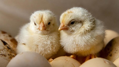 Agriculture, Animals, Chickens, Chickens freshly hatched from the egg, AI generated, AI generated