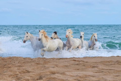White Camargue horses gallop through the shallow water by the sea along a sandy beach, Camargue,
