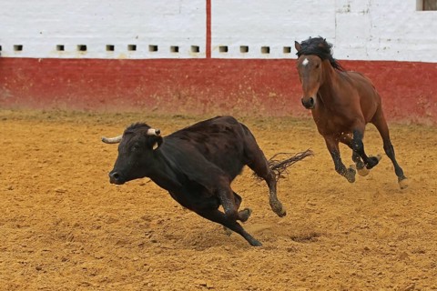 Andalusian hunts bull, bullring