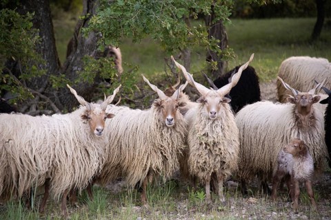 Racket sheep (Ovis aries strepsiceros Hungaricus) in Provence, France, Europe