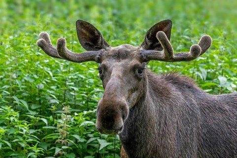 Moose, elk (Alces alces) close-up portrait of bull, male with small antlers covered in velvet in