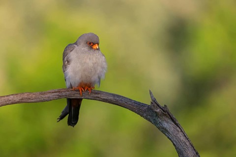 Red-footed Falcon, (Falco vespertinu), perching station, falcon family, Tower Hide, Tiszaalpár,