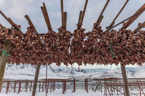 Dried fish, skrei, traditional fishing, winter, Moskenesoya, Lofoten, Norway, Europe