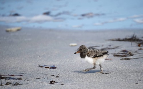 Oystercatcher chicks on the beach of Heligoland, Germany, Europe