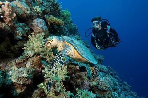 Diver looking at large Hawksbill sea turtle (Eretmochelys imbricata) eating leather coral in coral