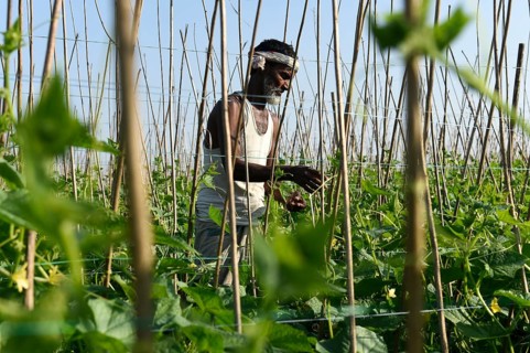 Farmer working in a cucumber agriculture farm, during country-wide strike by farmers, in Barpeta,