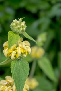 Fireweed or turkish sage (Phlomis russeliana), Münsterland, North Rhine-Westphalia, Germany, Europe