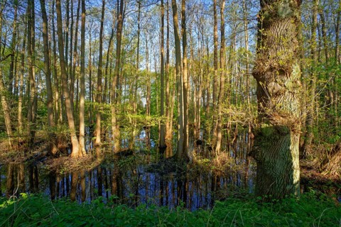 Alluvial forest at Kirchwerder Mühlendamm, an old bird sanctuary in the Zollenspieker nature