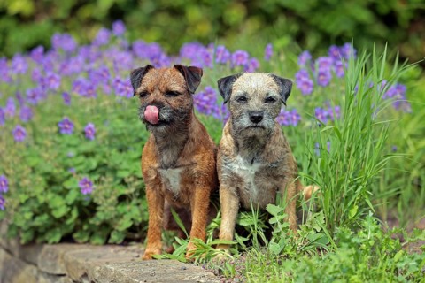 Border Terrier