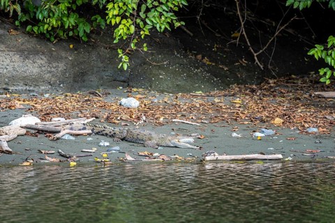 Spectacled caiman (Caiman crocodilus) with open mouth, lying in the sand at the water's edge, in