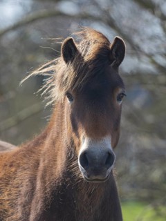 Icelandic Pony, (Equus ferus caballus), portrait of animal looking alert, island of Texel, Holland