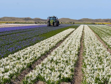 Hyacinth field in flower (Hyazinthus), plants grown as a commercial crop for their bulbs, being