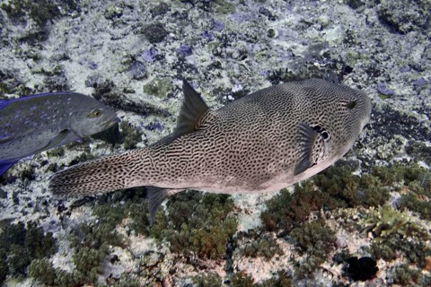 Giant pufferfish (Arothron stellatus) swimming in the sea over corals, dive site SD, Nusa Ceningan,