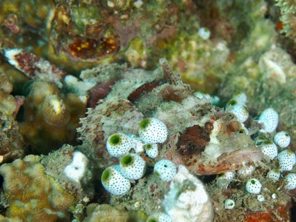 A camouflaged fish with white and colourful spots, Papuan scorpionfish (Scorpaenopsis papuensis),