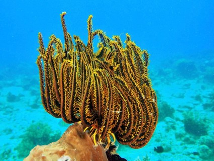 Yellow Feather Star, Bushy feather star, Variable feather star (Comaster schlegelii), shines in the