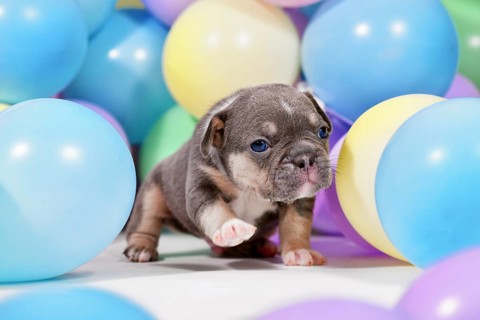 Cute tan French Bulldog dog puppy between colorful balloons