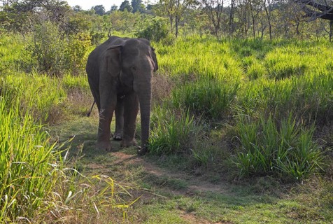 Sri Lanka Elephant or Ceylon Elephant (Elephas maximus maximus), Hurulu Eco-Park or Eco-Park, North
