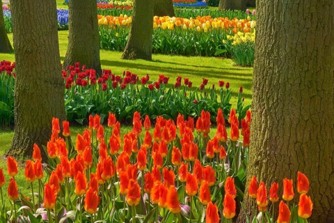 Blooming tulips (Tulipa) in different colours in a park with trees and green meadow, spring,