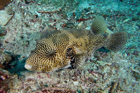 A map pufferfish (Arothron mappa) with iridescent pattern resting on the coral bottom, dive site