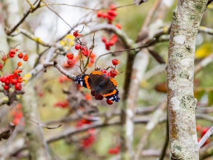 Red Admiral (Vanessa atalanta), butterfly perched on a Rowan tree branch, sunbathing in autumn