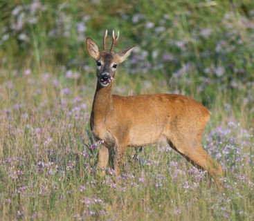 Roe deer (Capreolus capreolus), roebuck standing in a meadow and eating, grazing on clover