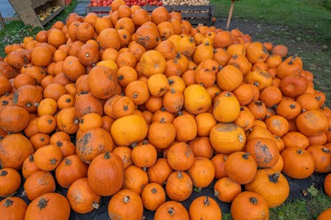 Pumpkins piled up for sale, Hokkaidos, Bavaria, Germany, Europe