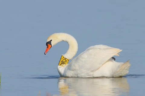 Mute swan (Cygnus olor) adult bird with identification collar swimming in shallow water, Wildlife,