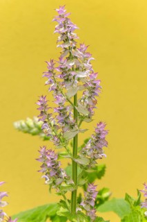 Flowers of clary (Salvia sclarea) with delicate purple blossoms on a blurred yellow background in