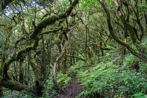 Forest in Garajonay National Park, UNESCO World Heritage Site on the island of La Gomera, Canary