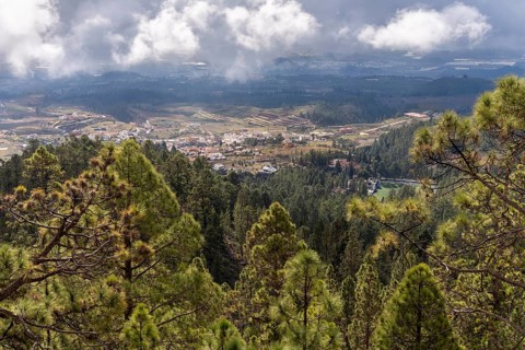 View over pine forest to landscape in the south of Tenerife. Tenerife, Canary Islands, Spain,