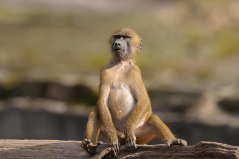 A young baboon sits attentively on a tree trunk, Guinea baboon (Papio papio), captive, Germany,